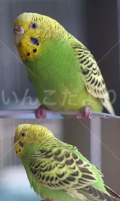 保護鳥の写真