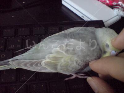 迷い鳥の写真