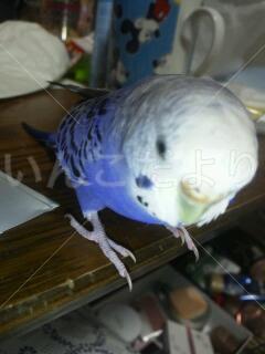 迷い鳥の写真
