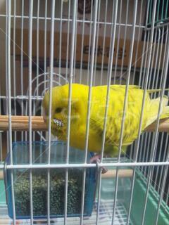 保護鳥の写真