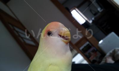 迷い鳥の写真