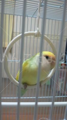 保護鳥の写真