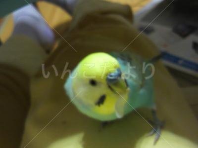迷い鳥の写真