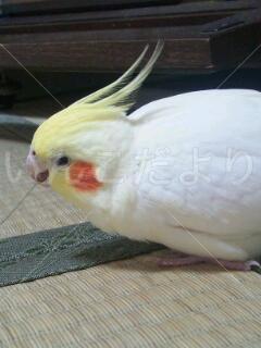 迷い鳥の写真