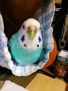 迷い鳥の写真