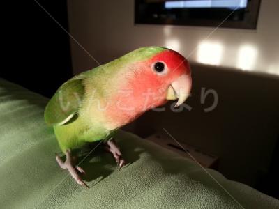 迷い鳥の写真