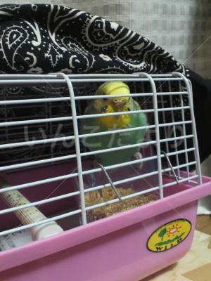 保護鳥の写真