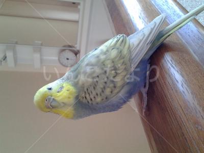 保護鳥の写真