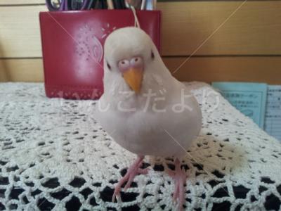 迷い鳥の写真