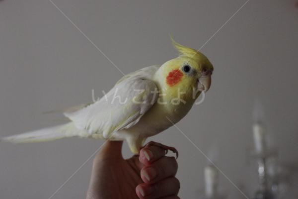 迷い鳥の写真