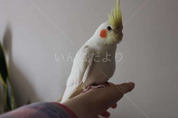 迷い鳥の写真