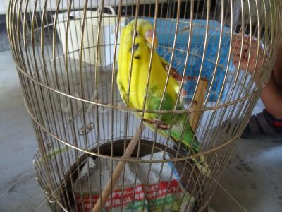 保護鳥の写真