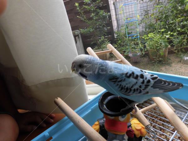 迷い鳥の写真