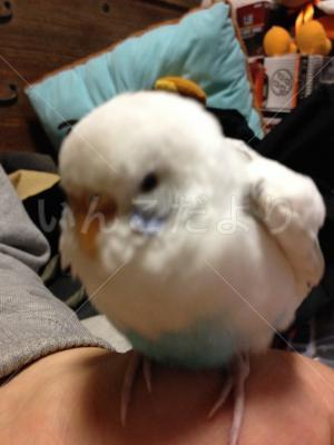 保護鳥の写真