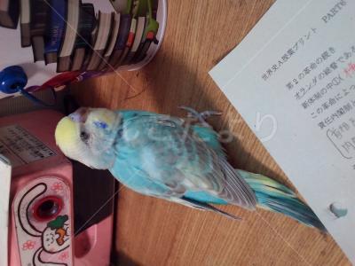 迷い鳥の写真