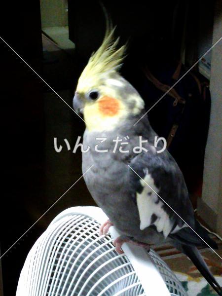 迷い鳥の写真