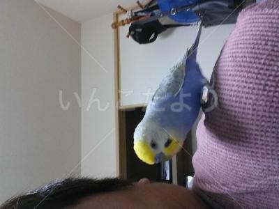迷い鳥の写真