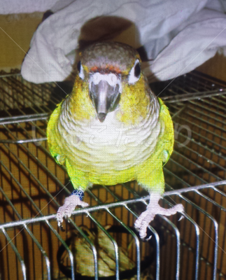 保護鳥の写真