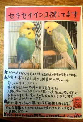 迷い鳥の写真