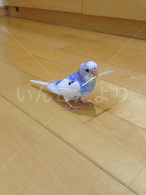 迷い鳥の写真