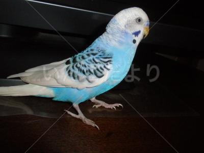 保護鳥の写真