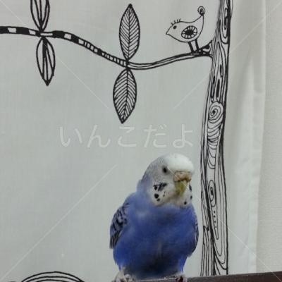 迷い鳥の写真