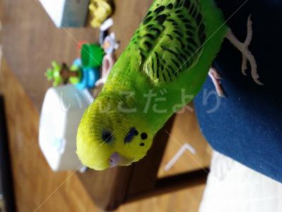 迷い鳥の写真