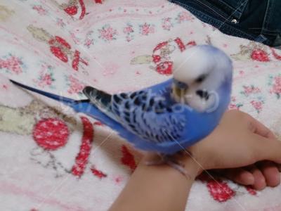 保護鳥の写真