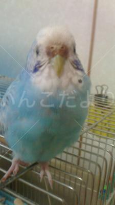 迷い鳥の写真