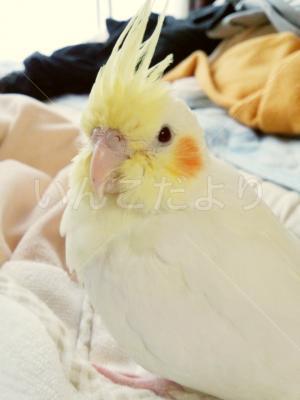 迷い鳥の写真