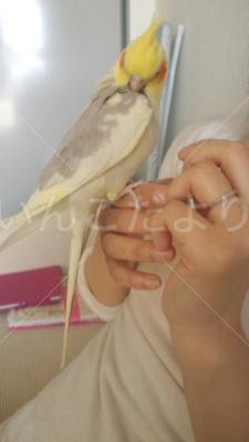 迷い鳥の写真