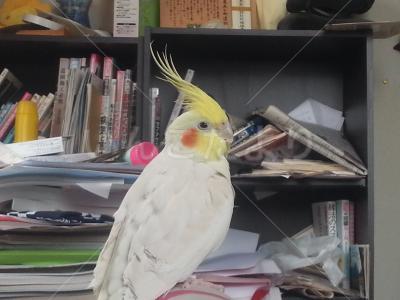 迷い鳥の写真