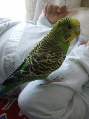 保護鳥の写真