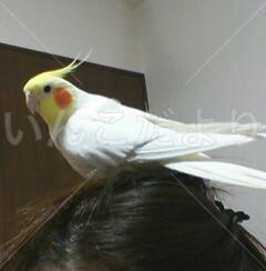 迷い鳥の写真