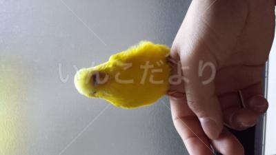 保護鳥の写真