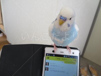 迷い鳥の写真