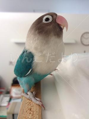 迷い鳥の写真