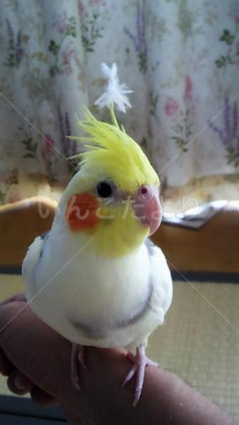 迷い鳥の写真