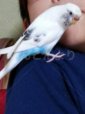 迷い鳥の写真