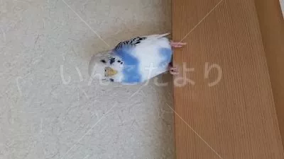 保護鳥の写真
