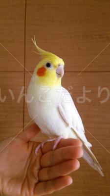 迷い鳥の写真