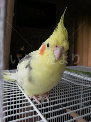 迷い鳥の写真