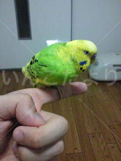 保護鳥の写真