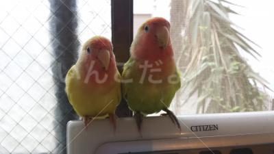 迷い鳥の写真