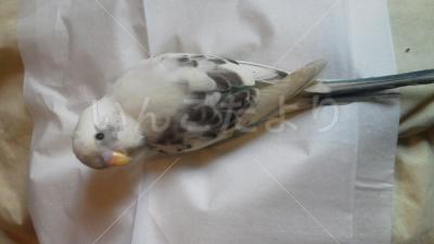 保護鳥の写真