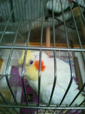 保護鳥の写真