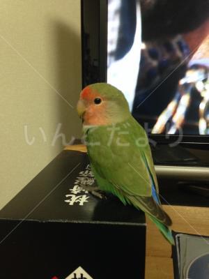 保護鳥の写真