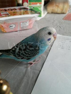 迷い鳥の写真