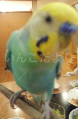 迷い鳥の写真