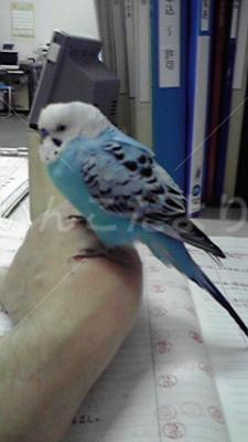 保護鳥の写真